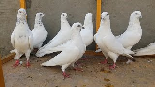 Pure Washi Kabootaro Ka Shok | Phechan Tips || Hashim Mahmood Pigeons