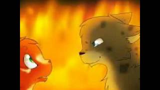Squirrelflight surprise