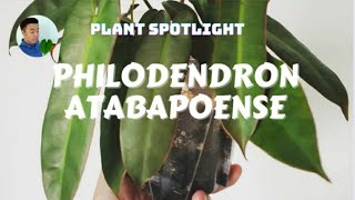 Plant Spotlight  - Philodendron atabapoense (care guide)