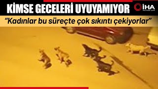 Mahalleli Başıboş Köpekler Nedeniyle Tedirginlik ve Korku Yaşıyor