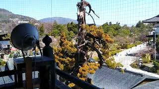 令和4年善光寺御開帳、山門からの景色#善光寺#長野市 #御開帳#山門