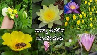 ನಮ್ಮ ಹೂತೋಟದಲ್ಲಿ ಇವತ್ತು ಅರಳಿದ ಸುಂದರಿಯರು/ಸುಂದರ ಹೂಗಳು/Home garden flowers/Beautiful flowers