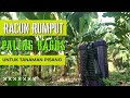 RACUN RUMPUT PALING BAGUS UNTUK TANAMAN PISANG