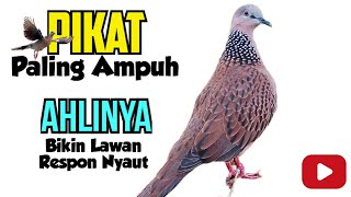 Suara Pikat Tekukur Gacor, Ahlinya Bikin L4wan Nyaut..