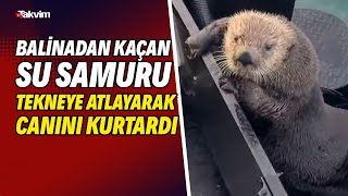 Balinadan kaçan su samuru tekneye atlayarak canını kurtardı! İşte o anlar