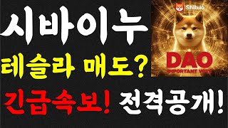 시바이누 테슬라 매도? 긴급속보! 전격공개!