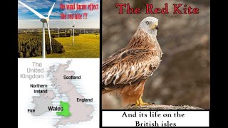 The Red Kite's Resurgence - Its History on the British Isles (Friday Documentary)