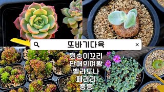 이색다육들과 소품다육이들 입고 되었어요~🤗🥰😍 #레드베리철화 #벽어연 #홍시 #페라리 #succulent #다육식물 #또바기다육 #cactus #선인장 #신상품입고 #부산기장