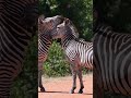 top 5 facts about zebras.