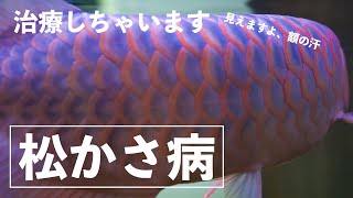 【解説】期待のNo.6が1週間放置でまさかの悪化！グリーンFゴールドで治療を行う。