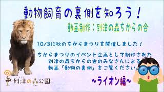 飼育動物の裏側を知ろう！～ライオン編～★到津の森公園