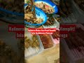 #Kuliner#malam hari#nasi pecel komplit#jalan kumbokarno#ponorogo#youtube#shorts#