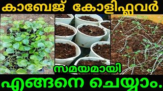 കാബേജ് കോളിഫ്ലവർ വീട്ടിൽ കൃഷിചെയ്യാം //Cabbage/ Cauliflower  Vegetables Cultivation in malayalam