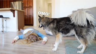 Pretending To Faint In Front Of My Huskies.. Mom vs Dad!