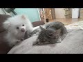 子犬ポメラニアンと同居猫の仲良し姿に悶絶！