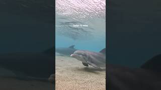 Dolphins Underwater: the most soothing sound on earth