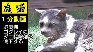 【庭猫】１分動画・野良猫ゴグレイにダニ駆除剤を滴下する