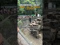 動物園回應狗熊被質疑人扮演的【動物園狗熊被質疑「人扮演的」，動物園回應：大夏天40℃還套皮毛，人肯定受不了】浙江杭州。動物園狗熊被質疑「人扮演的」，動物園回應：大夏天40℃還套皮毛，人肯定受不了。