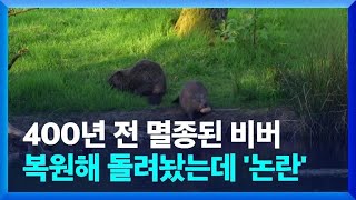 [글로벌K] 400년 전 멸종된 비버…복원해 돌려놨는데  논란