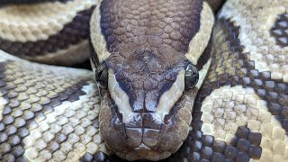 IDENTIFYING BALL PYTHON MORPHS FOR BEGINNERS