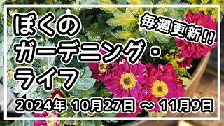 【Tips・種発芽・秋庭・メダカ】【10月27日～11月9日 2024年】ぼくのガーデニング・ライフ