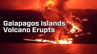 Galapagos Volcano Erupts, Putting Rare Species In Danger