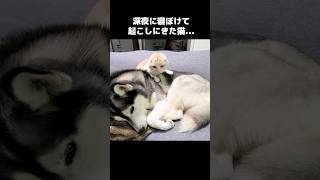 深夜に寝ぼけて犬を起こしにきた猫は...#shorts