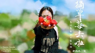 TORONTO II Pick Your Own Strawberries PYO II 摘草莓去啦 II U pick II 多伦多三家农场 草莓采摘哪家强？