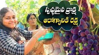 స్వచ్ఛమైన ద్రాక్ష   ఆరోగ్యానికి రక్ష | ABN Telugu