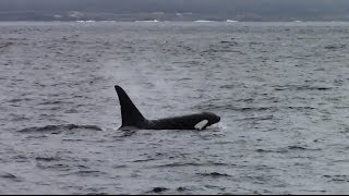 2.24.14 Orcas \