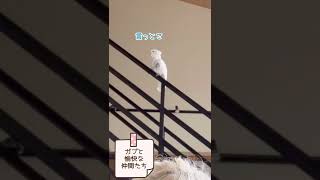 食事を断わるオウム　ソロモンオウムのガブさん