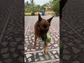 Milo In Zoomie Mode #shorts #fun #dog #play #amazing #gsd #awesome