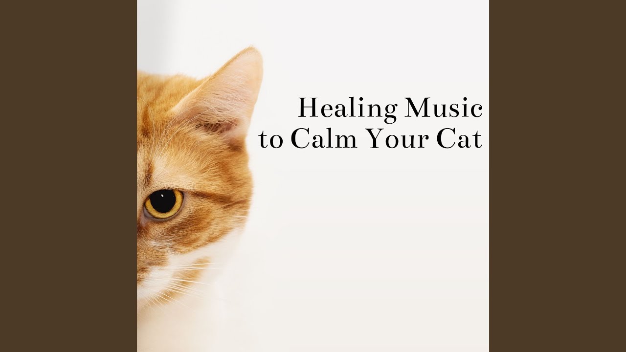 Pets Relaxation Youtube Music