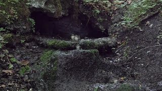 山中湖 大洞の泉のキビタキ（雌）４羽の水浴び　その１（4K動画）