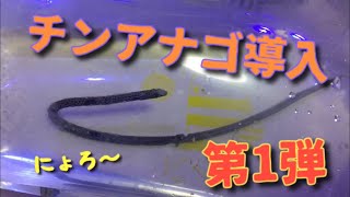 【海水水槽】チンアナゴ導入★第1弾★