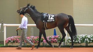 ラヴィエベール、ムーンライトＨＣ2着のパドック。現地映像、阪神競馬場