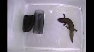 Inhibitory control in gidgee skinks