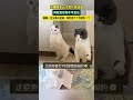 猫咪：“怎么事儿老妹，你忙活十个月就生一个。”