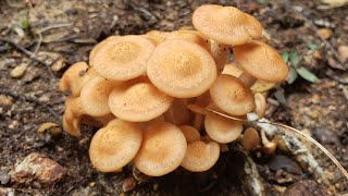 เก็บเห็ดน้ำผึ้งขอนสนแบบไม่มีวงแหวน ดอกอ่อนๆเกิดใหม่ งามๆ Armillaria tabescens Honey mushroom