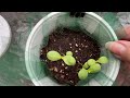 grow tons of vegetables or make free soil gardening small or big is all successful container garden