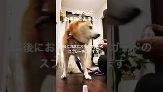 【柴犬のルーティン】柴犬めるさんの散歩後のお手入れ#Shorts