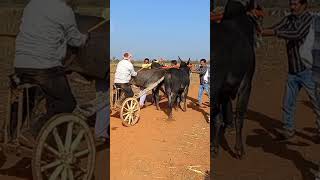 Bailgadi race।Black khillar bull।