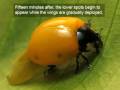 Birth of a ladybird (english version)