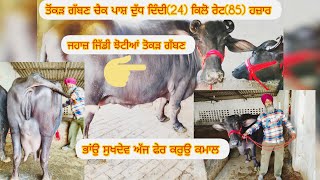 #date(21-01-25) ਭਾਂਉ ਸੁਖਦੇਵ ਸਿੰਘ ਵਲਟੋਹਾ ਆਗਿਆ ਪੰਜ ਝੋਟੀਆਂ ਇੱਕ ਤੋਂਕੜ ਗੱਬਣ ਚੈਕ ਪਾਸ਼ ਦੁੱਧ ਦਿੰਦੀ(24) ਲੀਟਰ