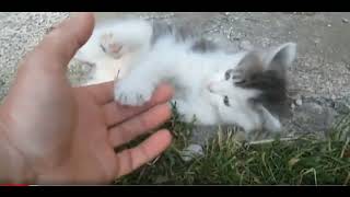 Funny Animals 😂 Funniest Cats and Dogs Videos 😻🐶 Cute Cat #funnyanimals #cat #dog