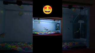 💥Fish Giveaway Cancel😭#shorts #viral #trending #aquariumfish #aquarium #fish #guppy #betta #molly