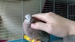 咕姑固 珠頸斑鳩交響樂 豆豆子鍾意馬殺雞,享受畀爸爸摸摸 Turtledove baby love massage/Spotted turtledove symphony