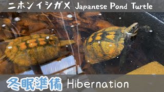 ニホンイシガメの冬眠準備をお手伝いしてきましたーJapanese Pond turtle Hibernation