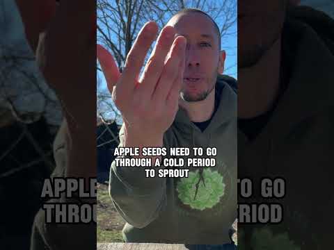 Can you plant different types of apple trees together?