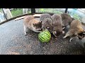 アライグマがスイカを食べる raccoon eat watermelon